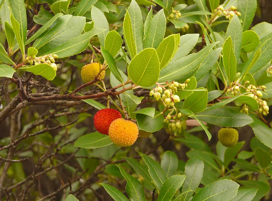 Miele di Corbezzolo (Rohrwacher) 250 g